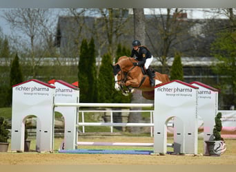 Places de débourrage disponibles