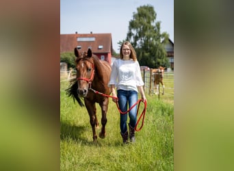 Reining-Begeisterte Stallhilfe und Trainer-Assistent