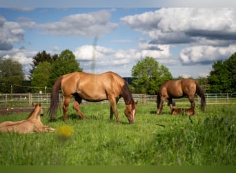 Reining-Begeisterte Stallhilfe und Trainer-Assistent