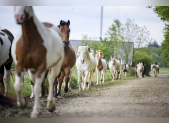 Apprenti(e) en élevage équin recherché(e) dans le domaine du service et de la gestion des chevaux