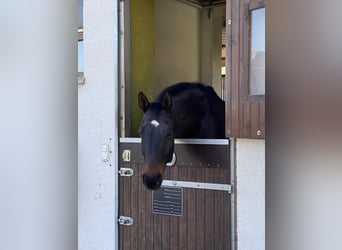 Ausbildungsplatz Pferdewirt (m/w/d) frei 