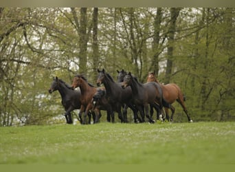 Éleveur de chevaux, place de formation pour éleveur de chevaux en élevage, soigneur de chevaux, stag