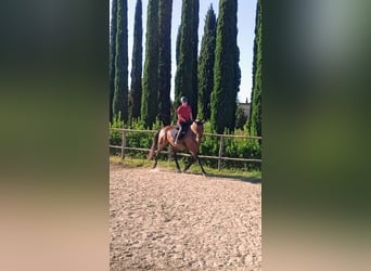 Expérience à l'étranger en Toscane