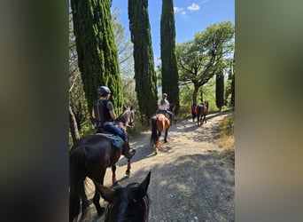 Expérience à l'étranger en Toscane