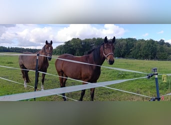 Palefrenière ou passionné(e) de chevaux expérimenté(e)