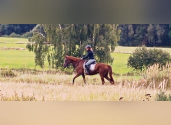 Palefrenière ou passionné(e) de chevaux expérimenté(e)