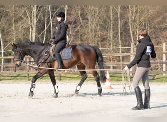 Zuwachs für unser Team gesucht: Pferdewirt*in Klassische Reitausbildung (m/w/d)