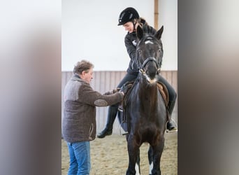 Zuwachs für unser Team gesucht: Pferdewirt*in Klassische Reitausbildung (m/w/d)