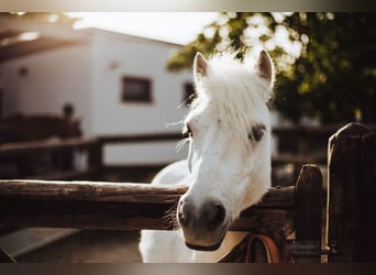 Zuwachs für unser Team gesucht: Pferdewirt*in Klassische Reitausbildung (m/w/d)