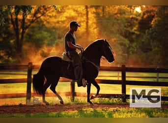 Internships at Gascon Horsemanship Horse Haven Ranch in Mississippi! 