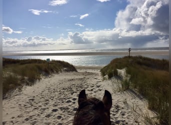 Job auf Reiterhof an der Nordsee