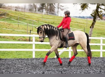 Métier de rêve : éleveur de chevaux