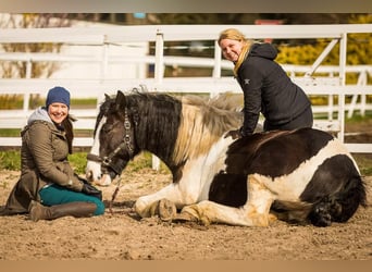 Praktikum auf Ausbildungshof - Jungpferde, Natural Horsemanship, Klassische Dressur