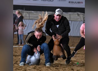 Praktikum Trainings- und Ausbildungsstall (Westernreiten) 