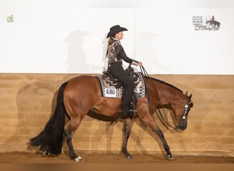 Praktikum Trainings- und Ausbildungsstall (Westernreiten) 