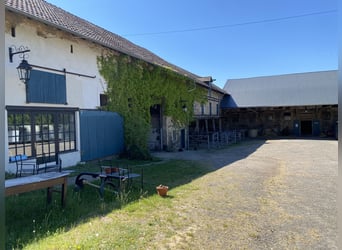 Stallhilfe gesucht 