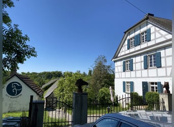 Stallhilfe gesucht 