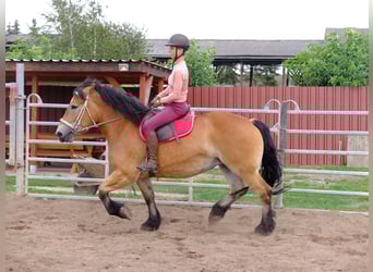 Suche Reiter/Reiterin