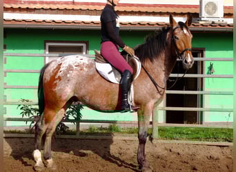Suche Reiter/Reiterin