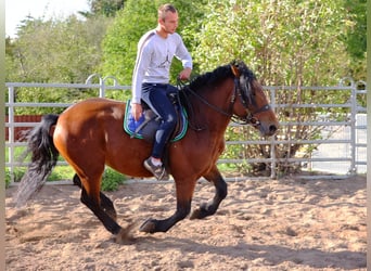 Suche Reiter/Reiterin