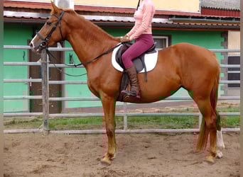 Suche Reiter/Reiterin