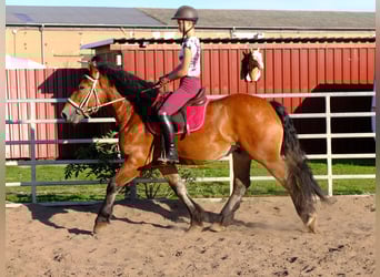 Suche Reiter/Reiterin