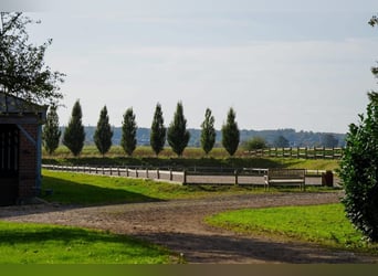 Teilzeit oder Vollzeitmitarbeiter (m/w/d) für unseren Dressurstall nach 50259 Pulheim Nähe Köln 