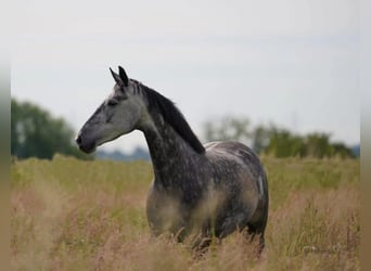 Teilzeit oder Vollzeitmitarbeiter (m/w/d) für unseren Dressurstall nach 50259 Pulheim Nähe Köln 