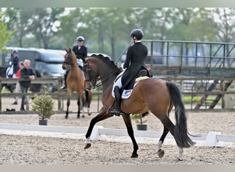  Working Student Position – Dressage Stable in Weert, The Netherlands 