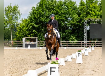  Working Student Position – Dressage Stable in Weert, The Netherlands 
