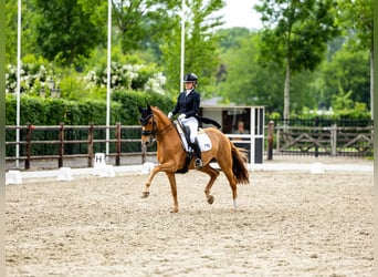  Working Student Position – Dressage Stable in Weert, The Netherlands 