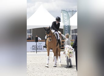  Working Student Position – Dressage Stable in Weert, The Netherlands 