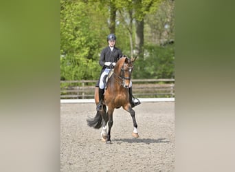  Working Student Position – Dressage Stable in Weert, The Netherlands 