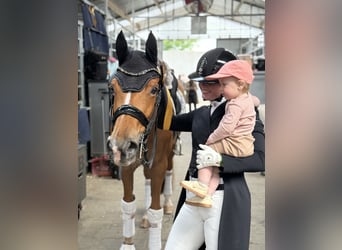 Working Student Position – Dressage Stable in Weert, The Netherlands 