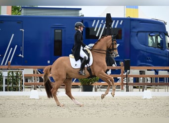  Working Student Position – Dressage Stable in Weert, The Netherlands 