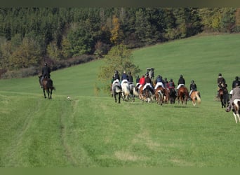    2 Tage Geländetraining „ Jagdreiten“  in Theorie und Praxis