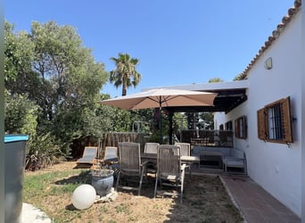 Andalousie et ses magnifiques chevaux – Jerez de la Frontera