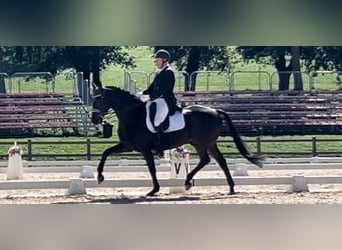 Apprendre à monter à cheval au plus haut niveau – là où d'autres passent leurs vacances