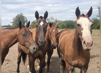 AUTHENTIC POLO RANCH NEAR BUENOS AIRES.