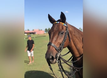 AUTHENTISCHE POLO-RANCH nahe Buenos Aires. 