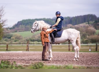 Chevaux espagnols PRE d'élevage dans le Sudharz