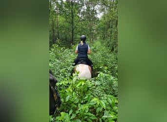 Hôtel pour chevaux dans la Veluwe !!