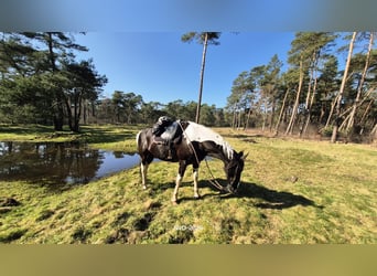 Hôtel pour chevaux dans la Veluwe !!