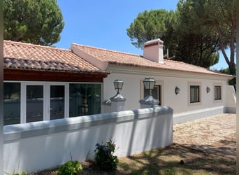 Séjours équestres exclusifs de luxe chez Lusitano Masterhorses