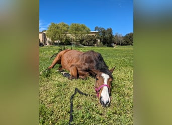 Stage / Work & Holiday avec des chevaux dans le sud de la France