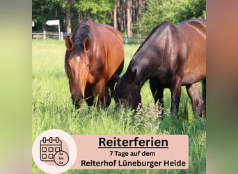 Reiterferien auf dem Reiterhof Lüneburger Heide