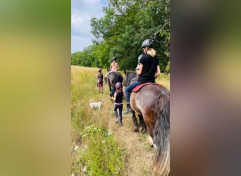 Séjours équestres au centre équestre 🐎