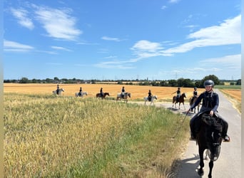Vacances au centre équestre - Équitation