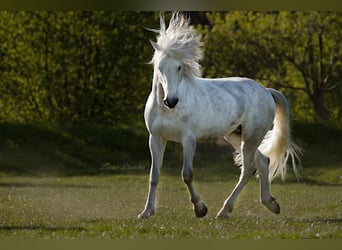 Vacances au Haras d'Issel