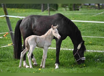Vacances équestres inoubliables dans un centre d’élevage de poneys de sport